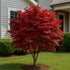 Japanese Maple Bloodgood