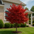 Japanese Maple Bloodgood