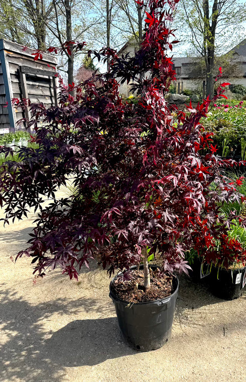 Japanese Maple Bloodgood