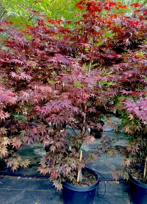 Japanese Maple Bloodgood