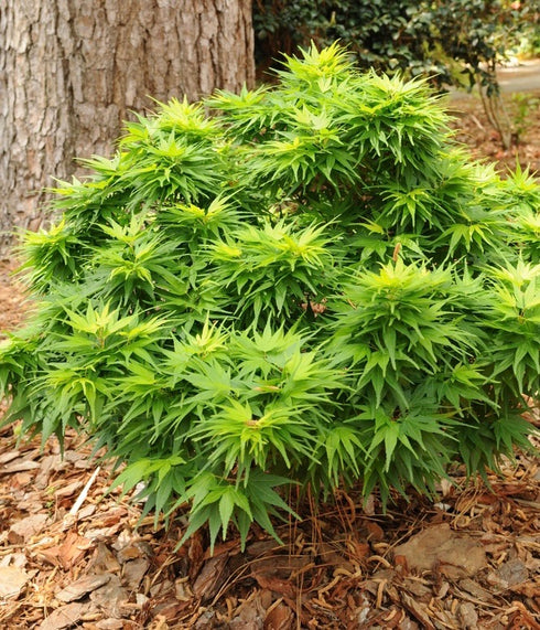 Japanese Maple ‘Mikawa Yatsubusa’