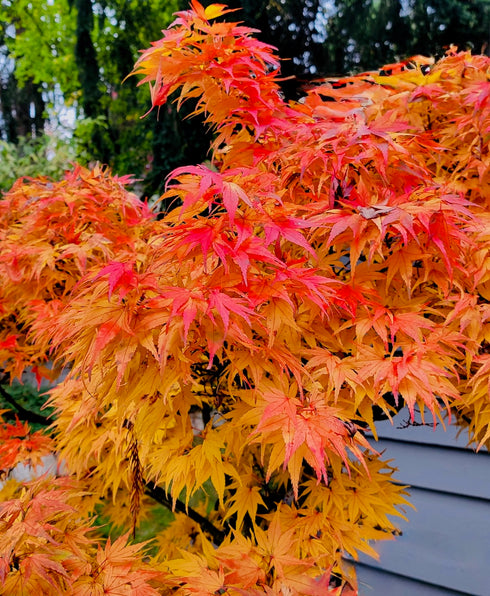Japanese Maple ‘Mikawa Yatsubusa’