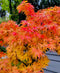 Japanese Maple ‘Mikawa Yatsubusa’