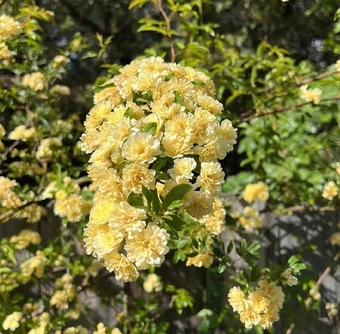 Lady Banks Rose Yellow