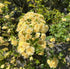 Lady Banks Rose Yellow