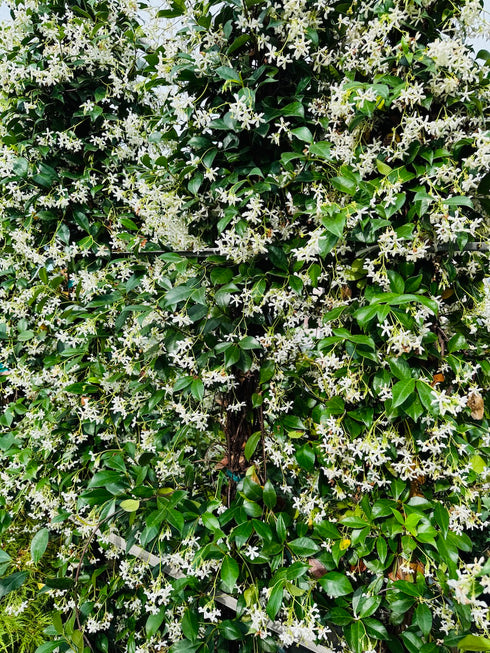 Star Jasmine