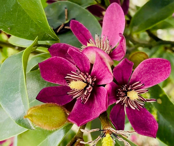 Stellar Ruby Magnolia (Banana Shrub)
