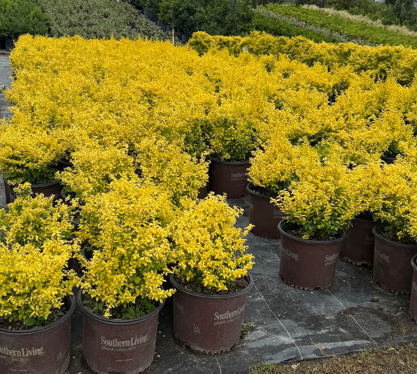 Ligustrum Sunshine