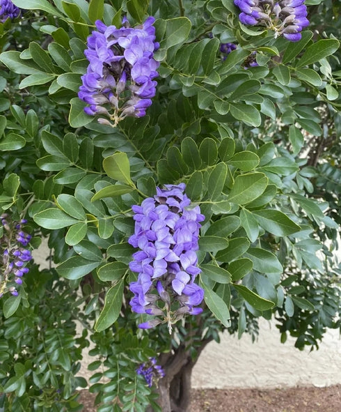Texas Mountain Laurel