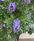Texas Mountain Laurel
