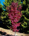 Twombley’s Red Sentinel Japanese Maple