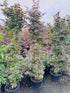 Twombley’s Red Sentinel Japanese Maple