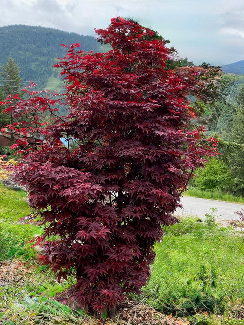 Twombley’s Red Sentinel Japanese Maple