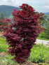 Twombley’s Red Sentinel Japanese Maple