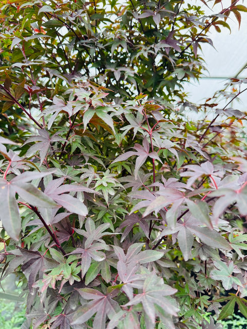 Twombley’s Red Sentinel Japanese Maple