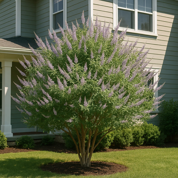 Vitex