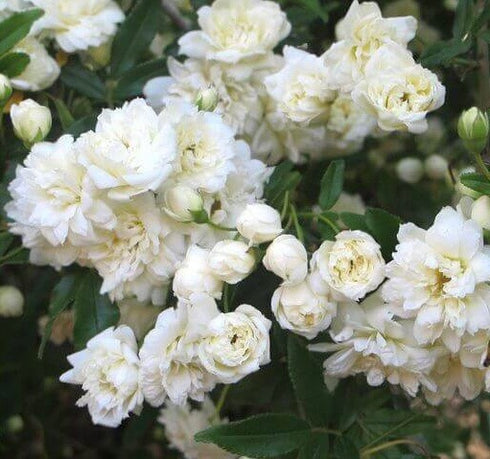White Lady Banks Climbing Rose