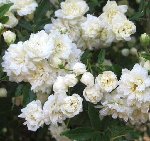White Lady Banks Climbing Rose