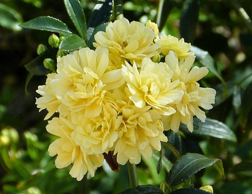 Lady Banks Rose Yellow