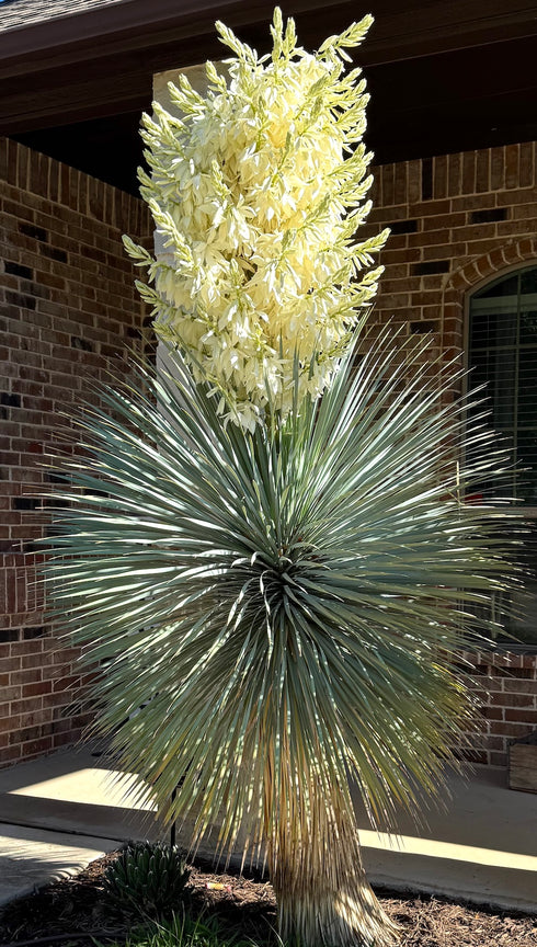 Yucca Rostrata